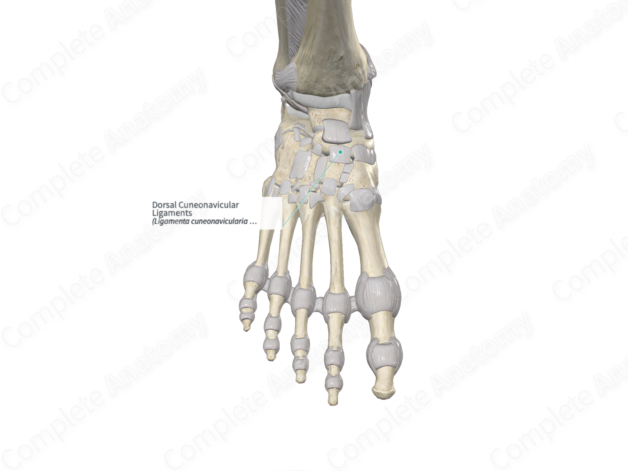 Dorsal Cuneonavicular Ligaments Complete Anatomy