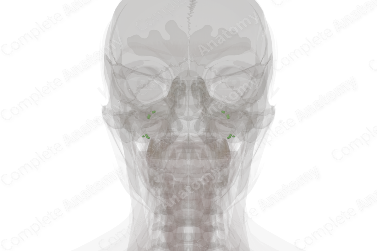 Occipital Nodes