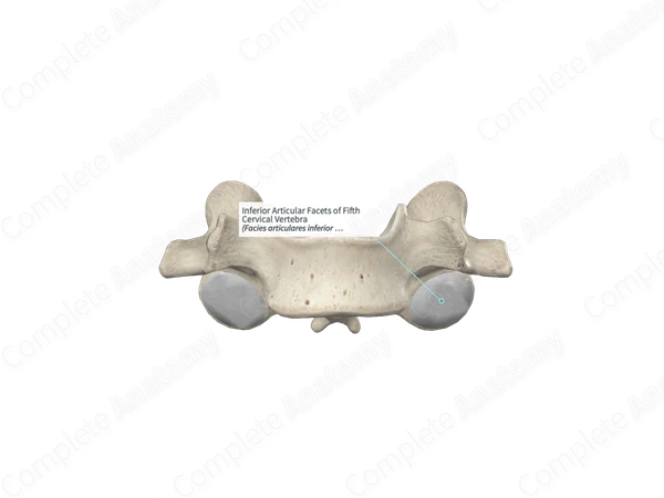 Inferior Articular Facets of Fifth Cervical Vertebra