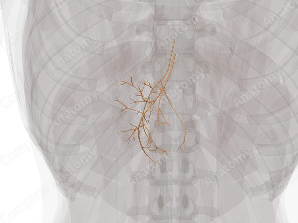 Vagal Part of Autonomic Division