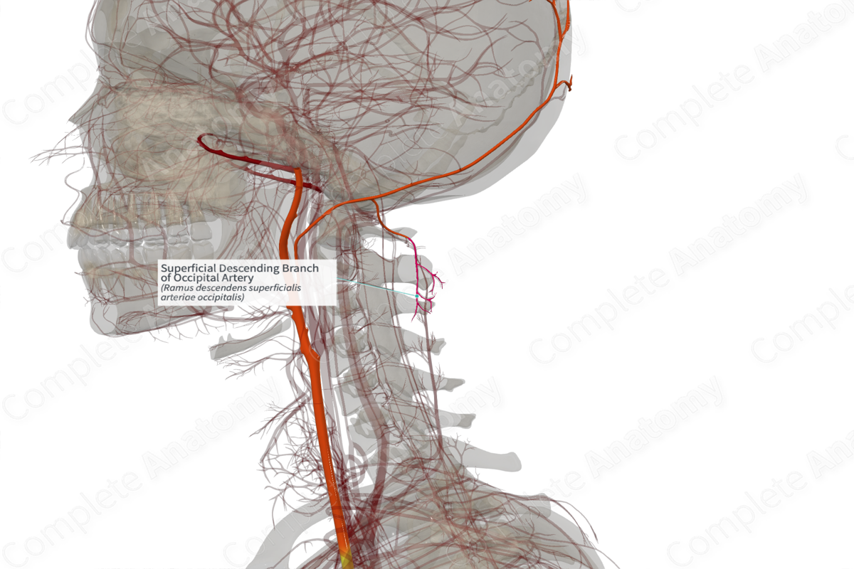 Superficial Descending Branch of Occipital Artery (Right)