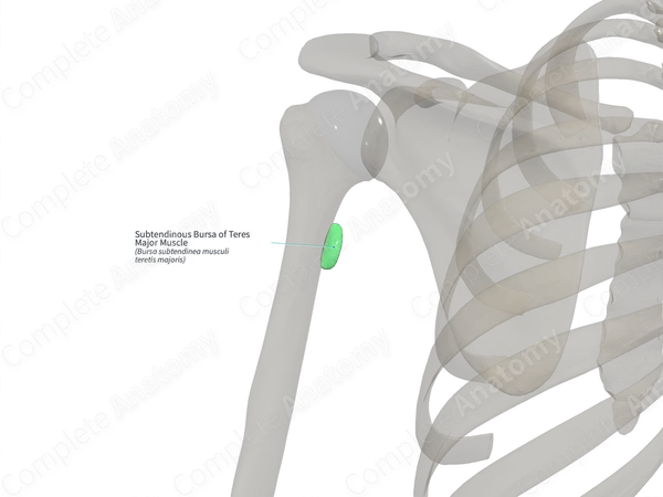 Subtendinous Bursa of Teres Major Muscle (Left)
