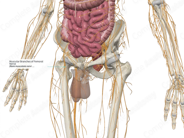 Muscular Branches of Femoral Nerve