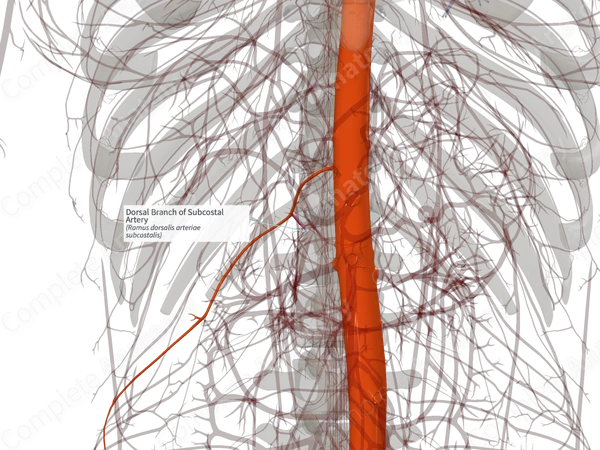 Dorsal Branch of Subcostal Artery (Left)