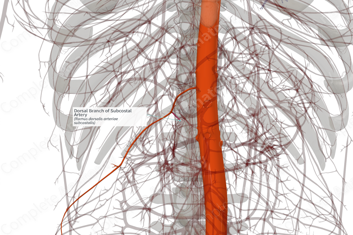Dorsal Branch of Subcostal Artery (Left)