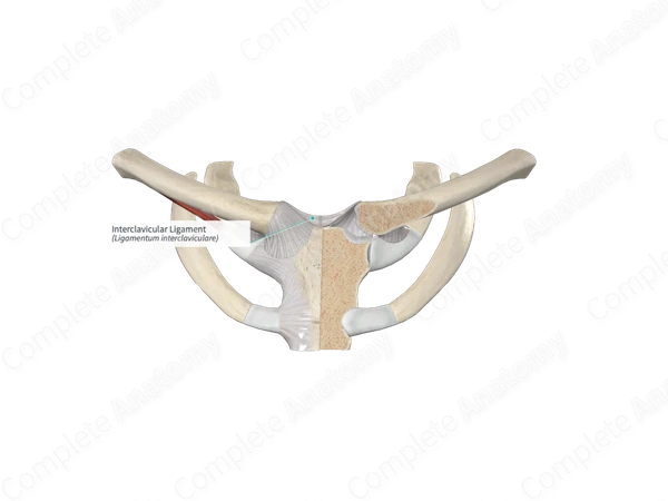 Interclavicular Ligament