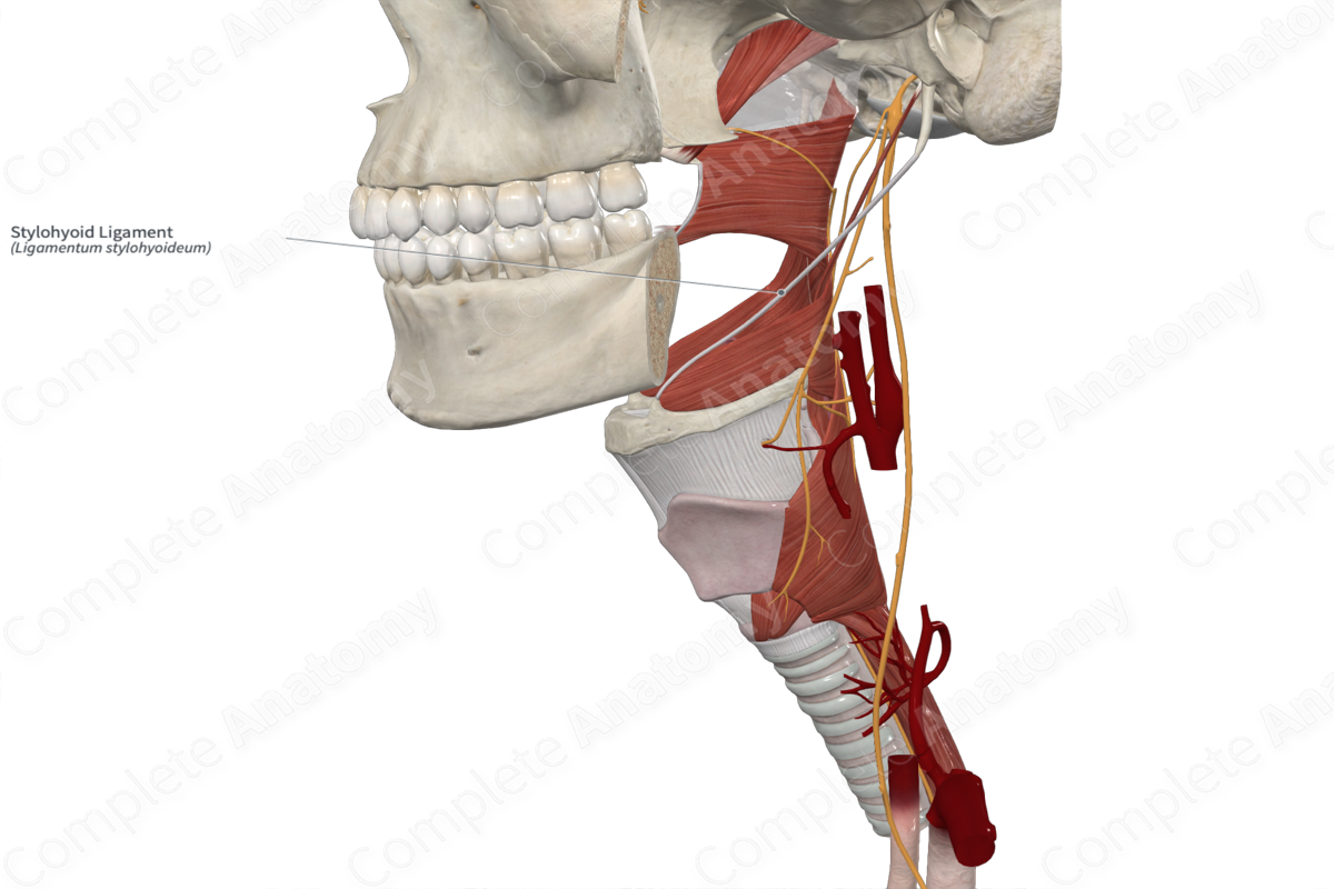 Stylohyoid Ligament 