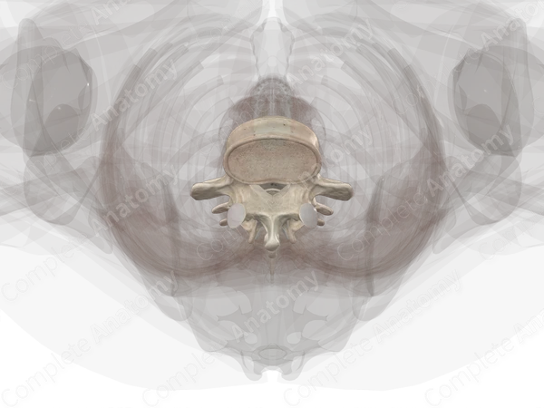 Lumbar Vertebrae