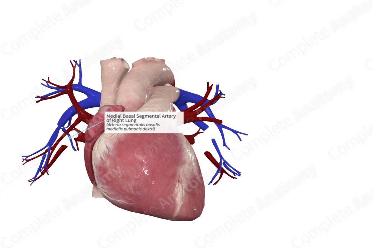 Medial Basal Segmental Artery of Right Lung