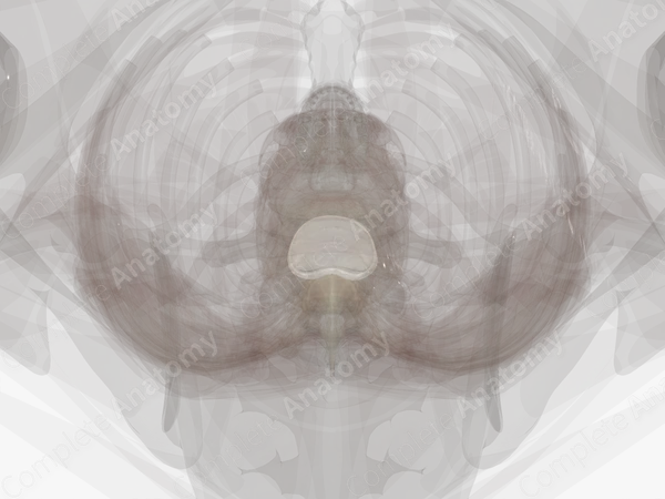 Intervertebral Symphysis (T12-L1)