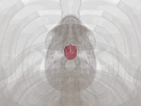 Laryngopharynx