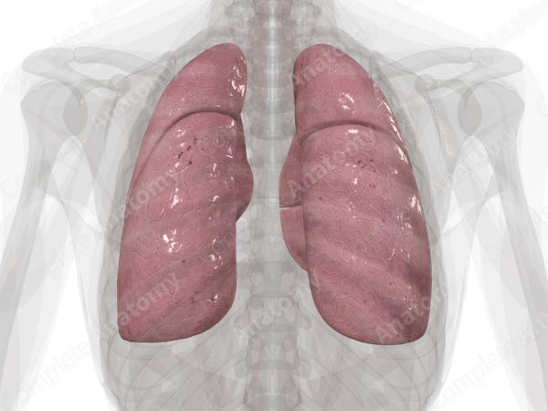 Lungs