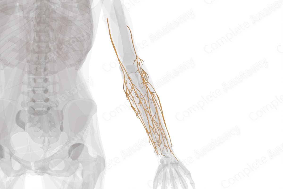 Nerves of Forearm (Left)