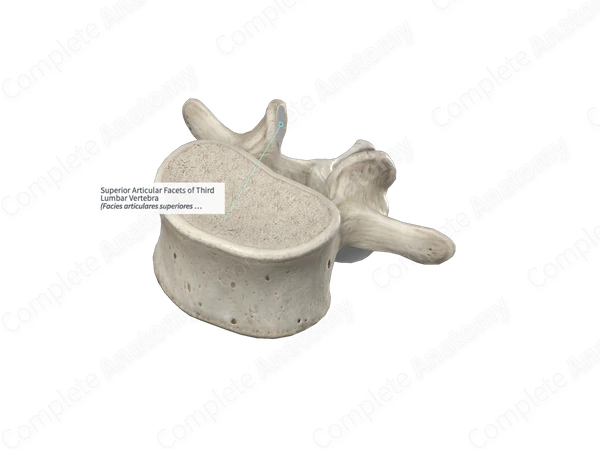 Superior Articular Facets of Third Lumbar Vertebra