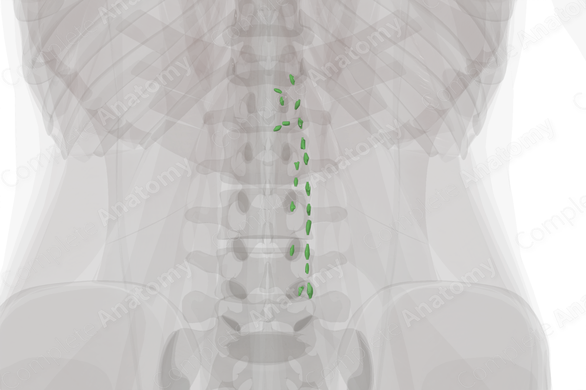 Left Lumbar Nodes
