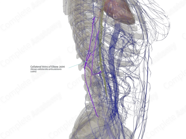 Collateral Veins of Elbow Joint (Right)