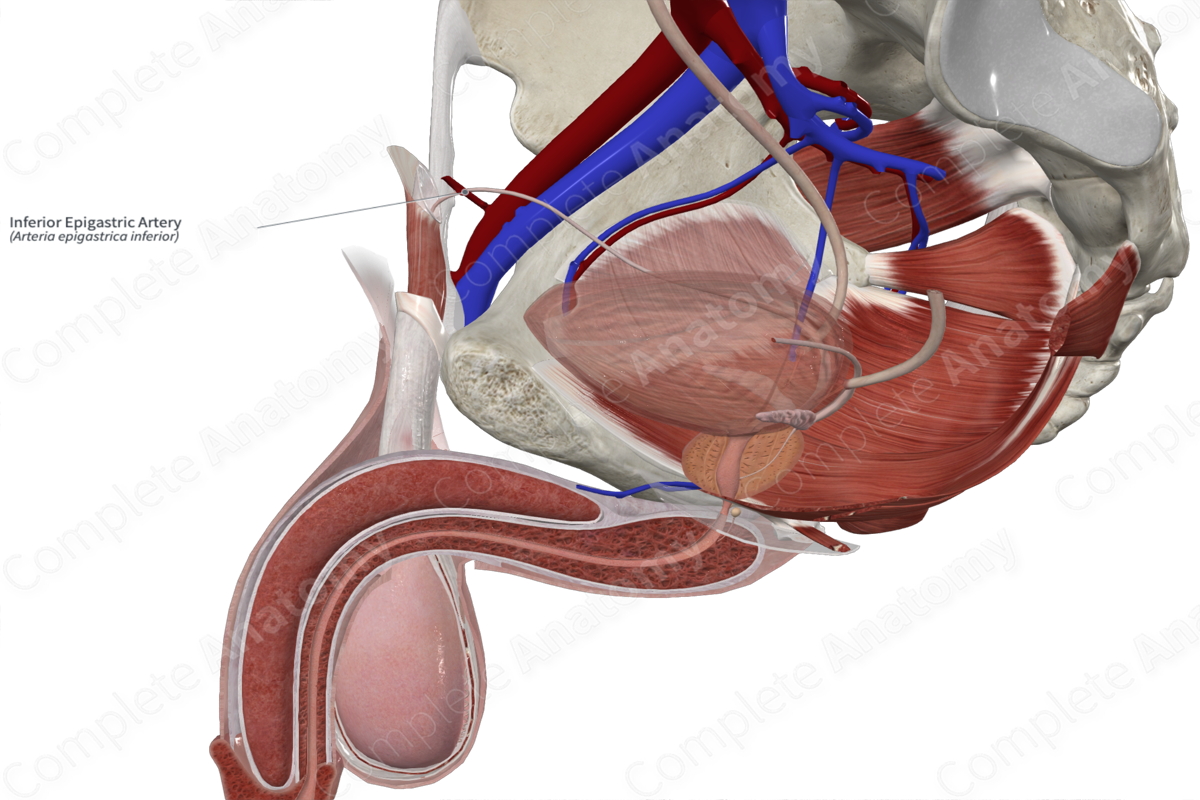 Inferior Epigastric Artery 