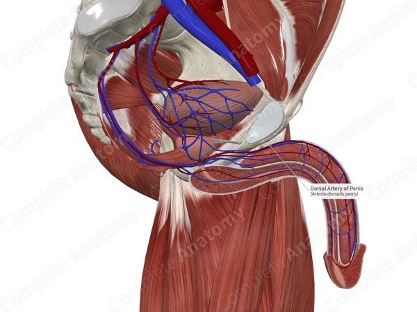 Dorsal Artery of Penis
