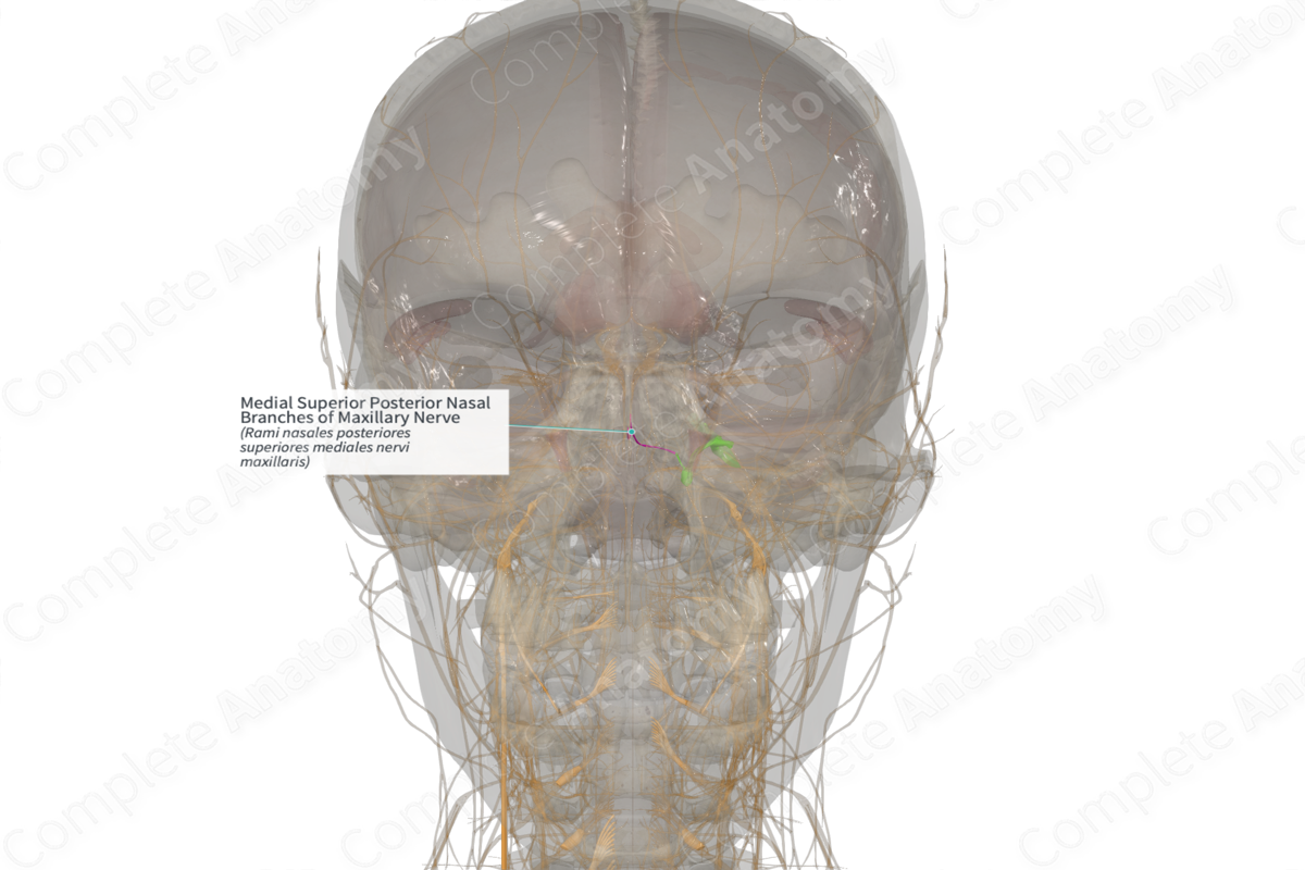 Medial Superior Posterior Nasal Branches of Maxillary Nerve (Right)