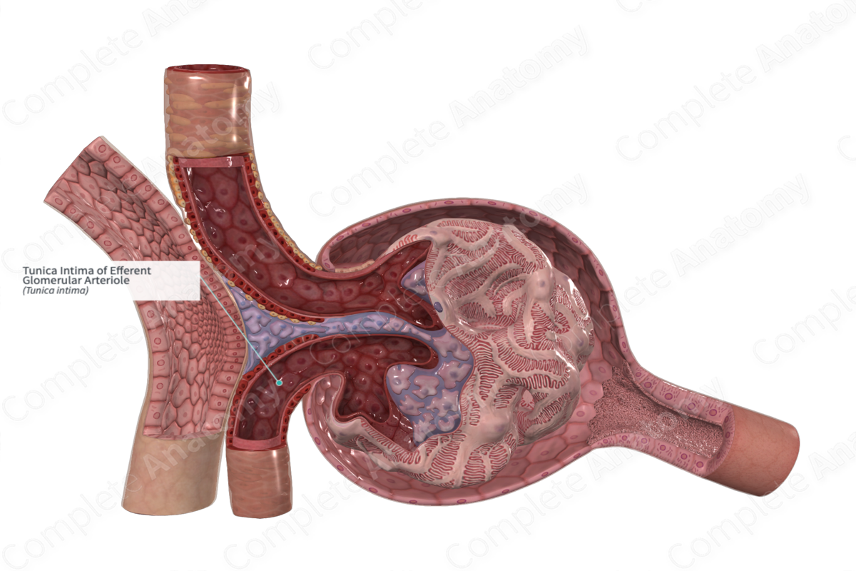 Tunica Intima of Efferent Glomerular Arteriole