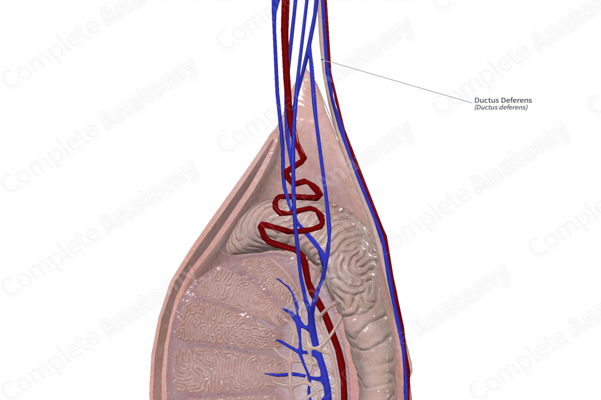 Ductus Deferens