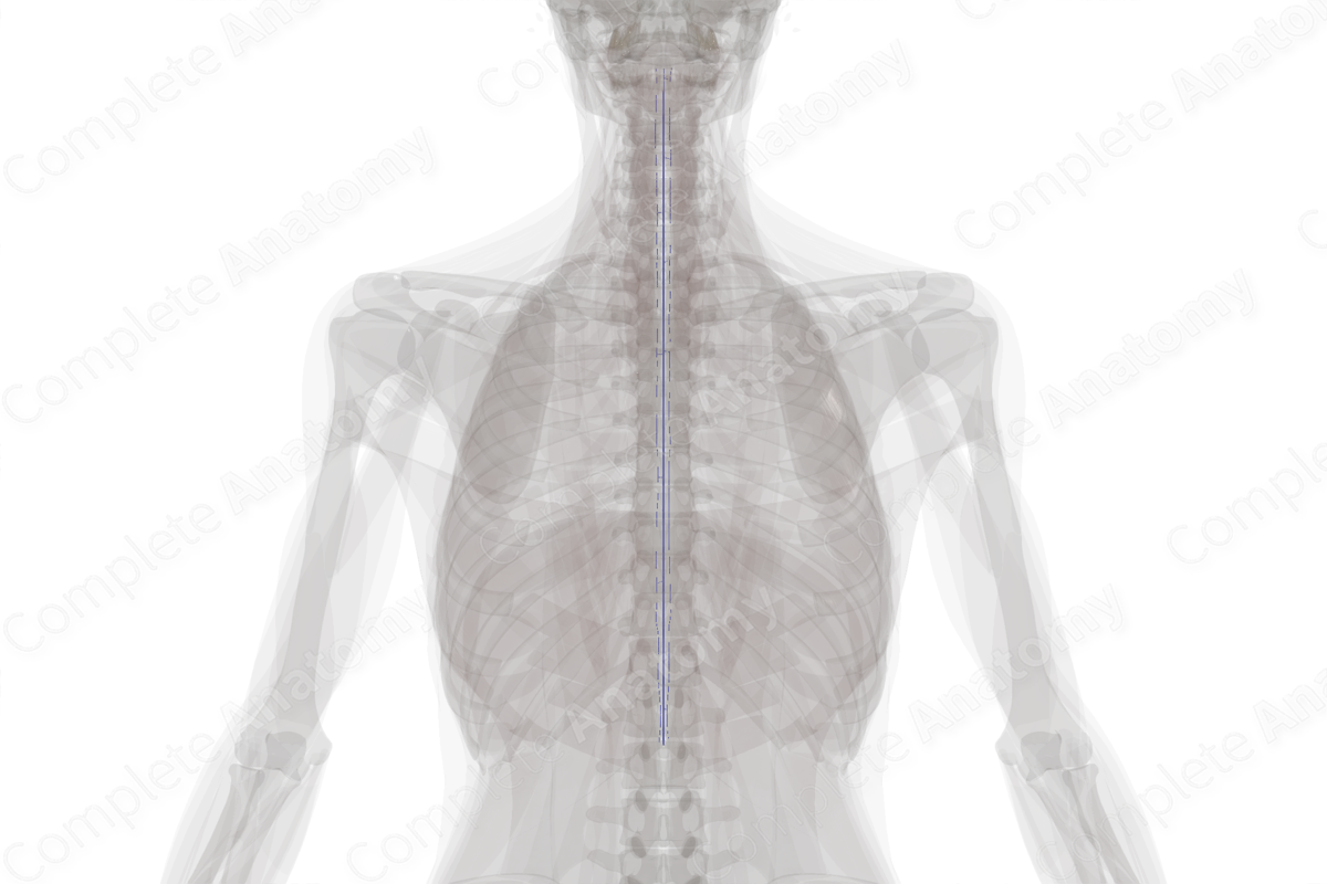 Posterior Spinal Veins