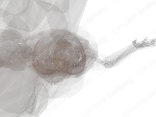 Superior Tibiofibular Joint (Left)