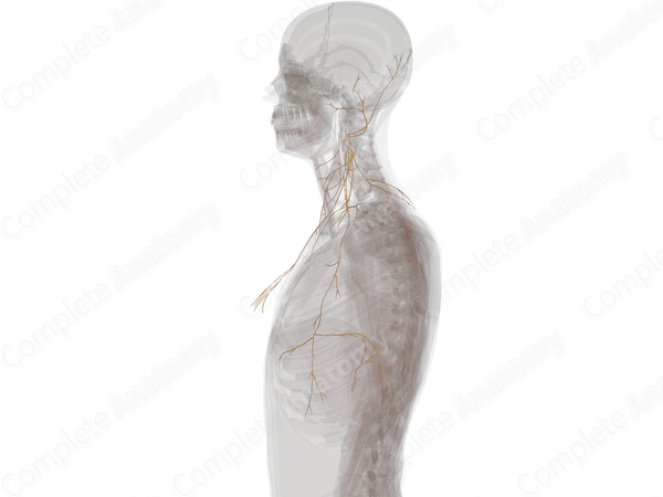 Cervical Plexus (Left)