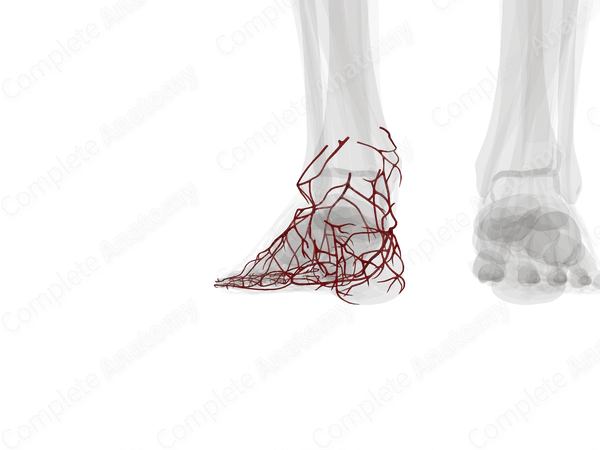 Arteries of Ankle & Foot (Left)