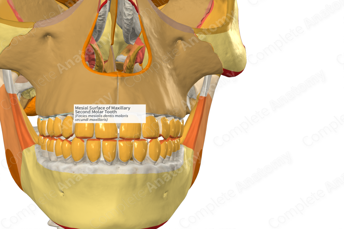 Mesial Surface of Maxillary Second Molar Tooth | Complete Anatomy