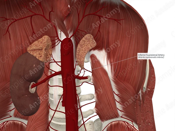 Inferior Suprarenal Artery 