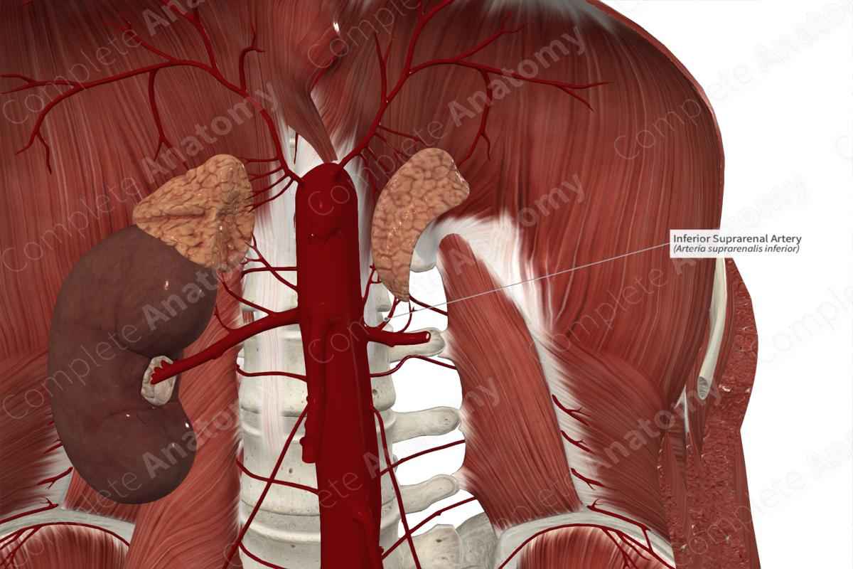 Inferior Suprarenal Artery 