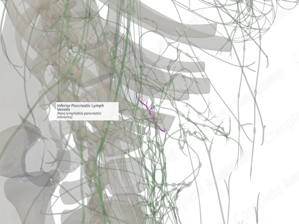Inferior Pancreatic Lymph Vessels