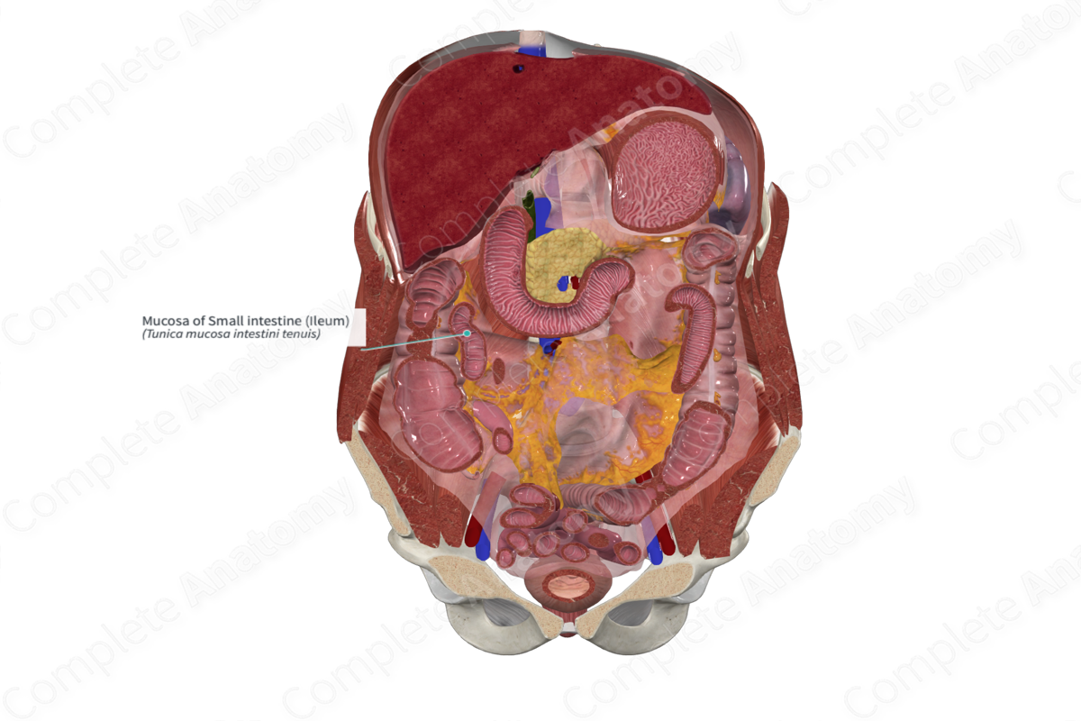 Mucosa of Small intestine (Ileum)