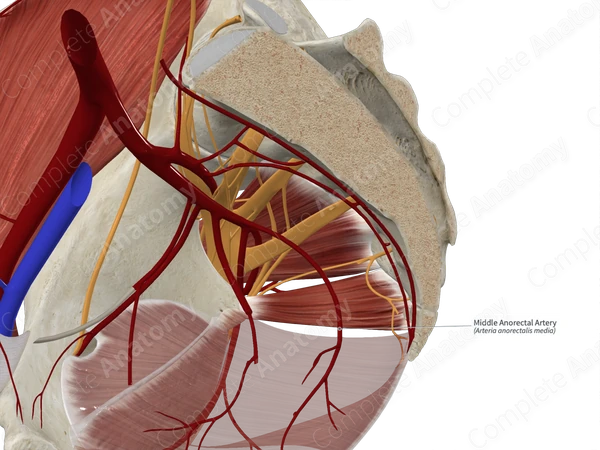Middle Anorectal Artery 