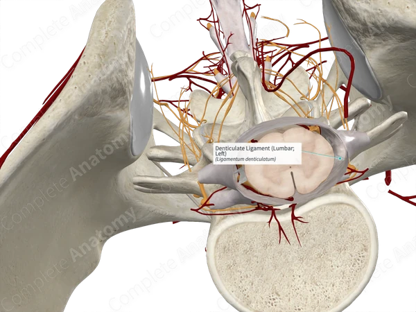 Denticulate Ligament (Lumbar; Left)