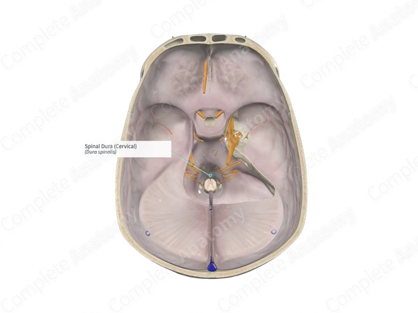 Spinal Dura (Cervical)
