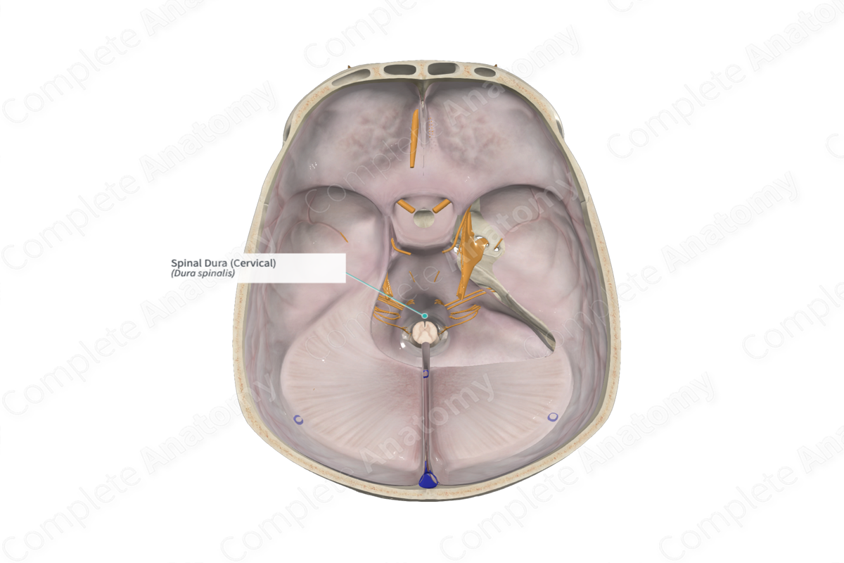 Spinal Dura (Cervical)