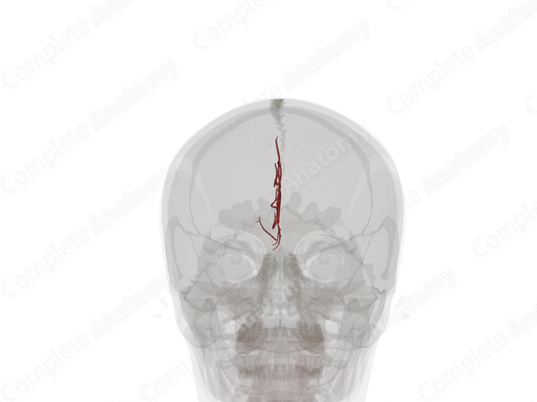 Branches of Anterior Cerebral Artery (Left)