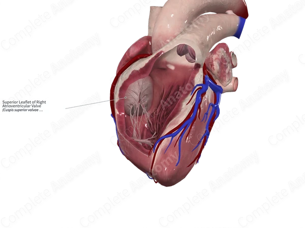 Superior Leaflet of Right Atrioventricular Valve