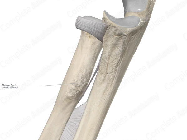 Oblique Cord
