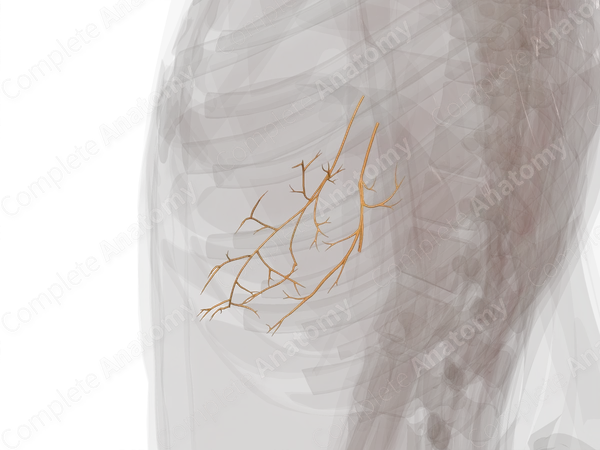 Vagal Part of Autonomic Division