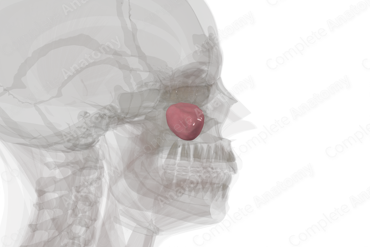 Maxillary Sinus