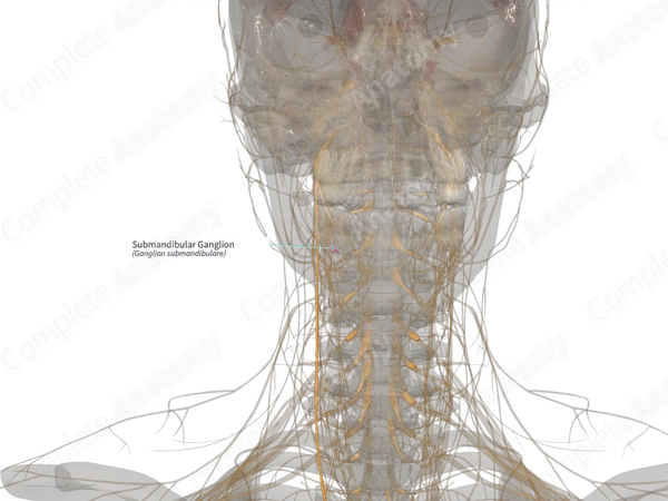 Submandibular Ganglion (Left)