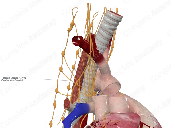 Thoracic Cardiac Nerves 