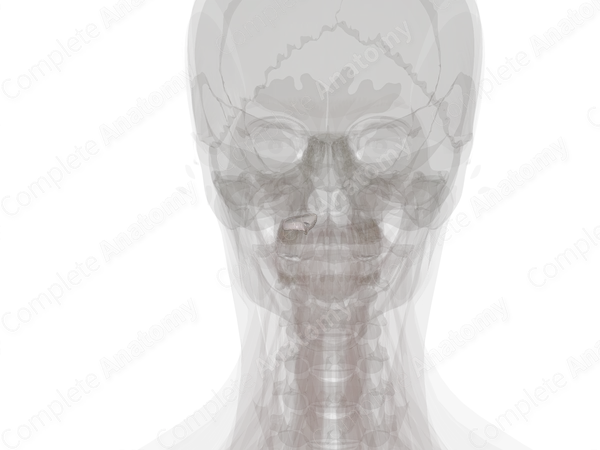 Articular Capsule of Atlantooccipital Joint (Left)