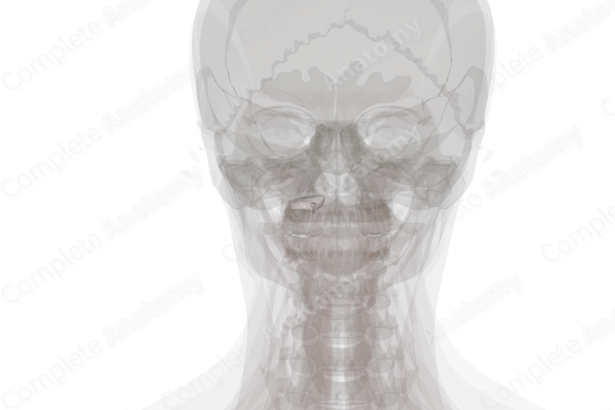 Articular Capsule of Atlantooccipital Joint (Left)