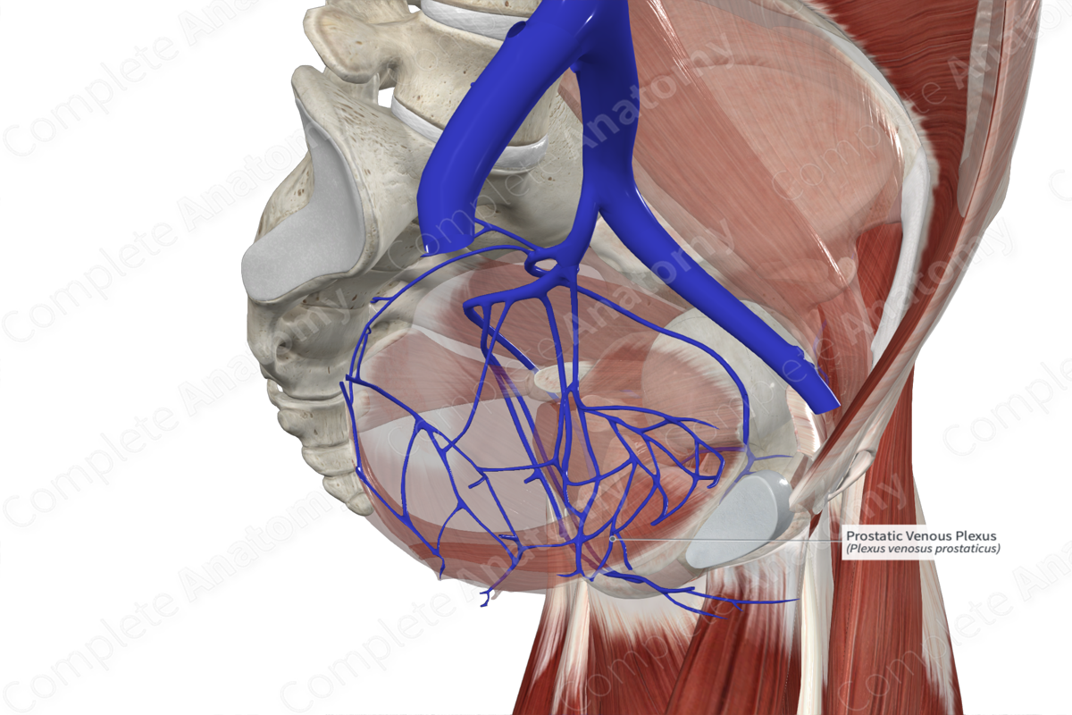 Prostatic Venous Plexus 