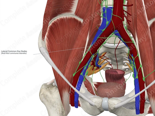 Lateral Common Iliac Nodes