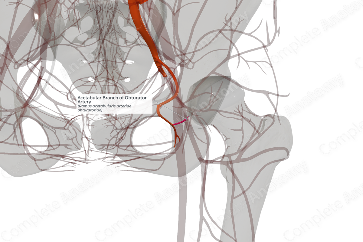 Acetabular Branch of Obturator Artery (Left)